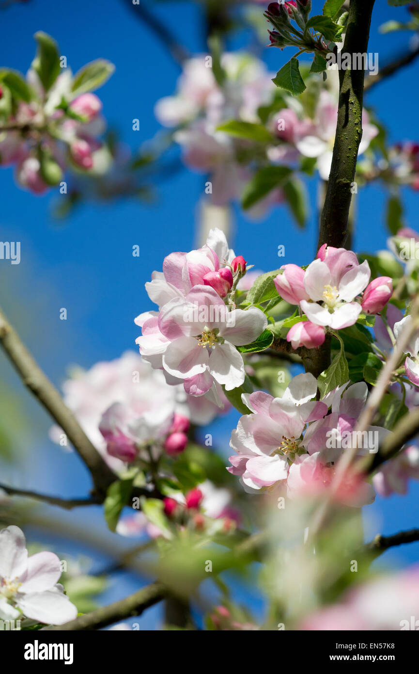 Fleurs sur un pommier Banque D'Images