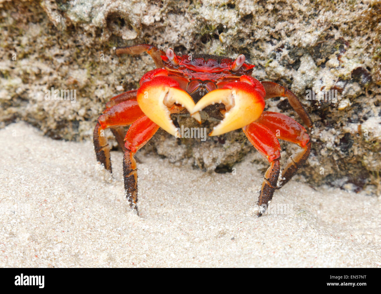 Crabe rouge sur la plage, aux Seychelles. Banque D'Images