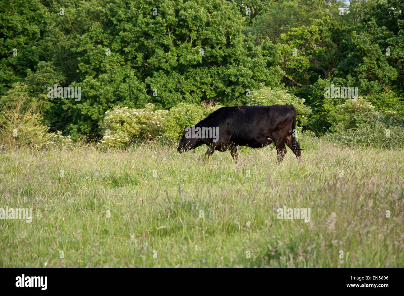 Aberdeen Angus noir vache paissant dans une prairie d'herbes hautes Banque D'Images
