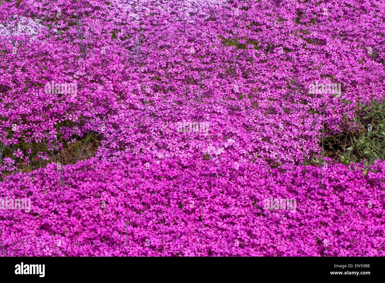 Phlox douglasii Banque D'Images