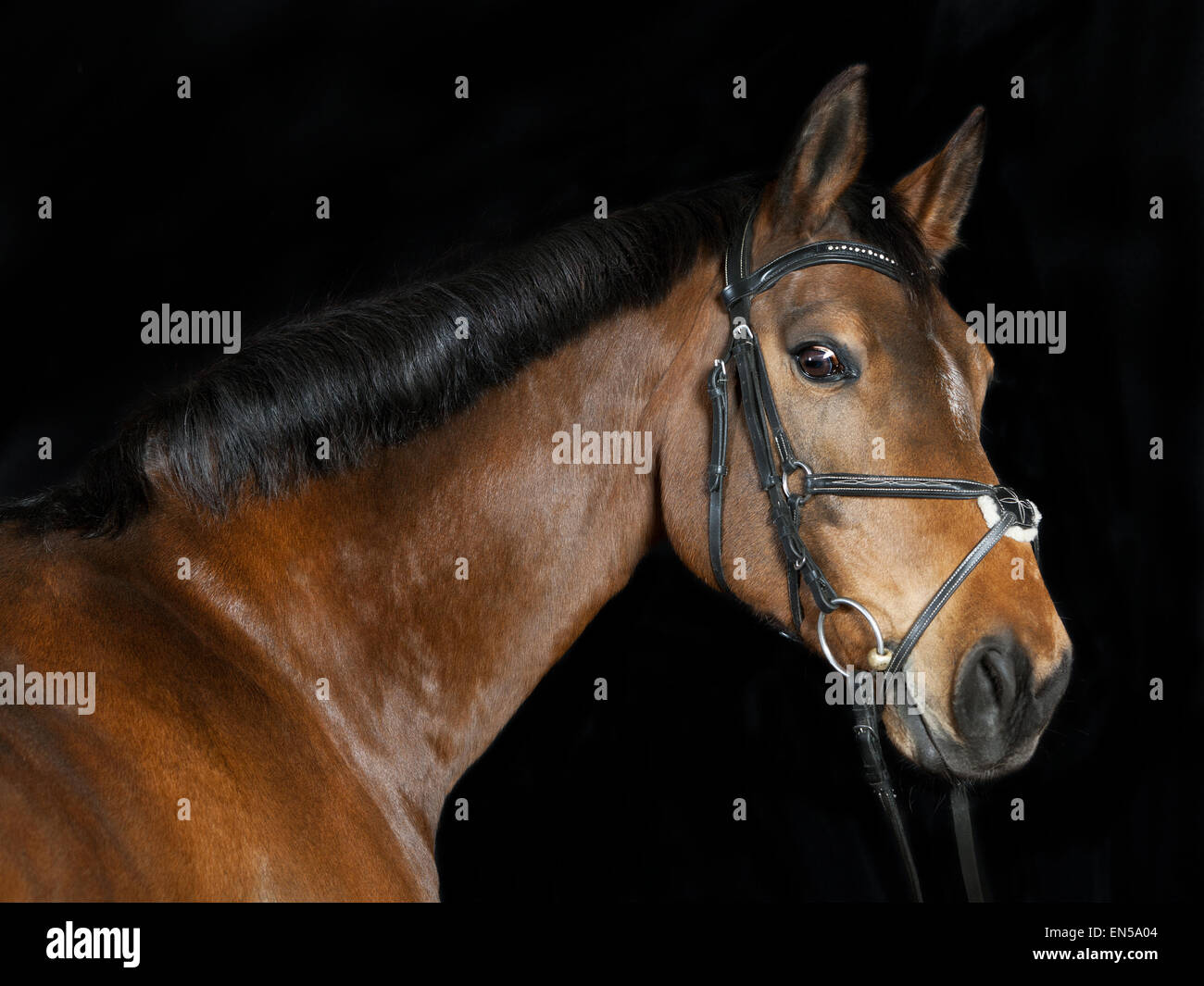 Studio portrait d'un cheval de sport Oldenburg marron sur fond noir Banque D'Images