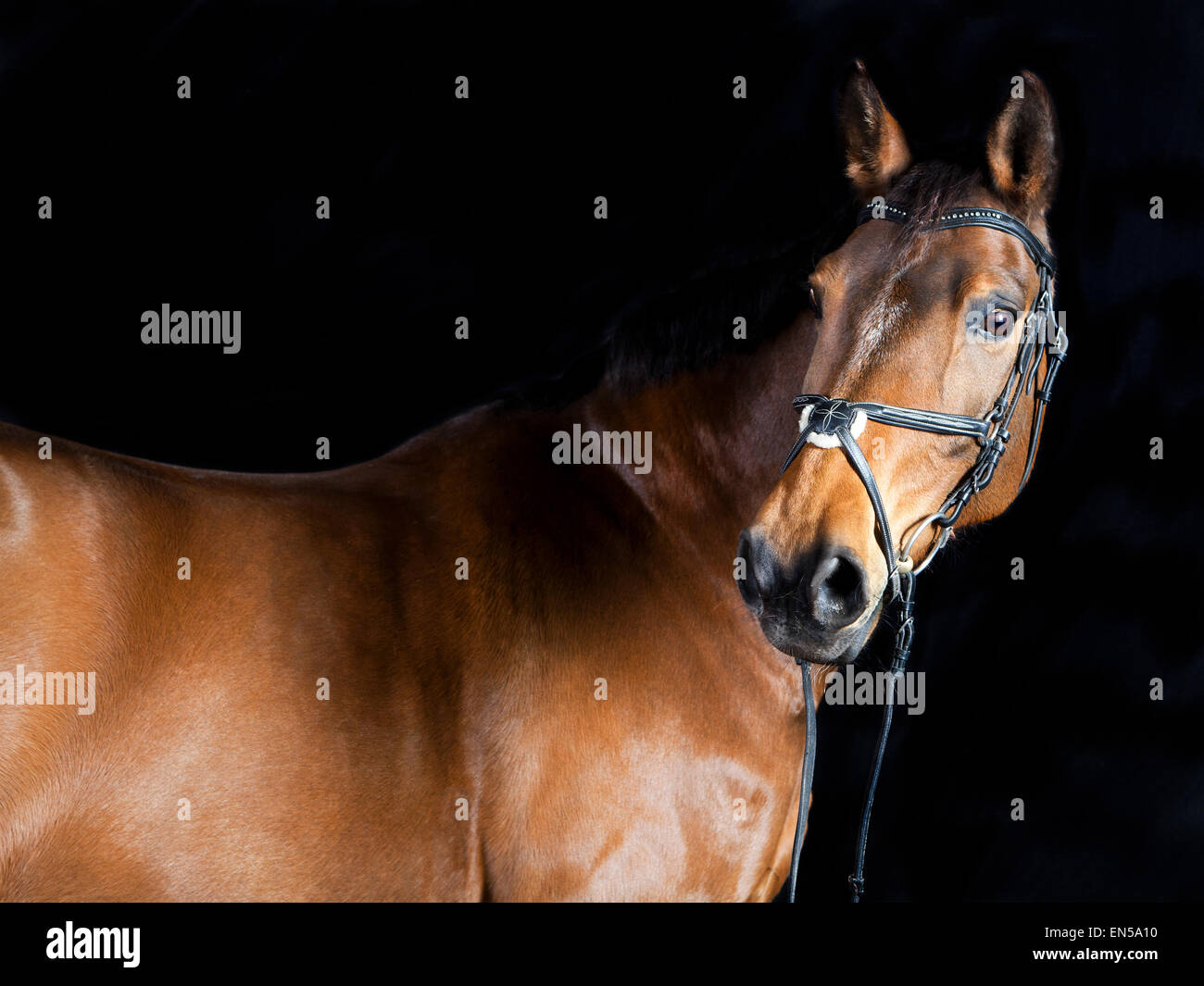 Studio portrait d'un cheval de sport Oldenburg marron sur fond noir Banque D'Images