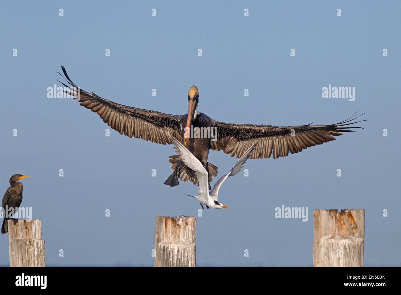 Pélican brun Pelecanus occidentalis entrée en terre déplacer Sterne Royale Florida Gulf Coast USA Banque D'Images