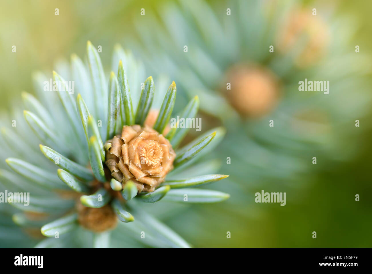 Plantes et arbres : fresh pine tree sprout, d'aiguilles et de petits cônes, dans un soleil, gros plan, arrière-plan naturel Banque D'Images