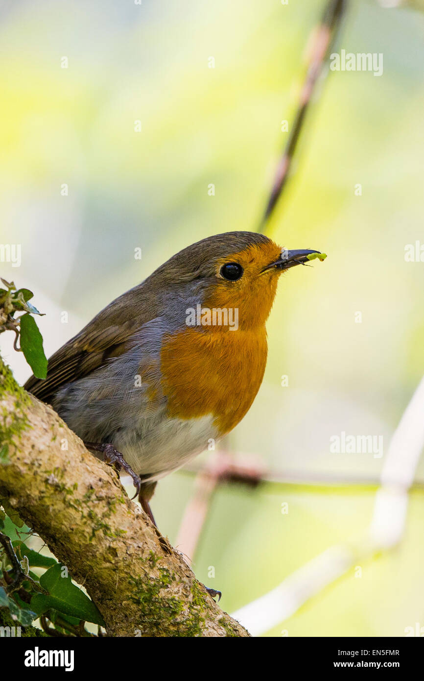 Un robin avec un bec plein de vers blancs sur la façon de nourrir les jeunes à Ynyshir. Banque D'Images Un robin avec un bec plein de vers blancs sur la façon de nourrir les jeunes à Ynyshir. Banque D'Images