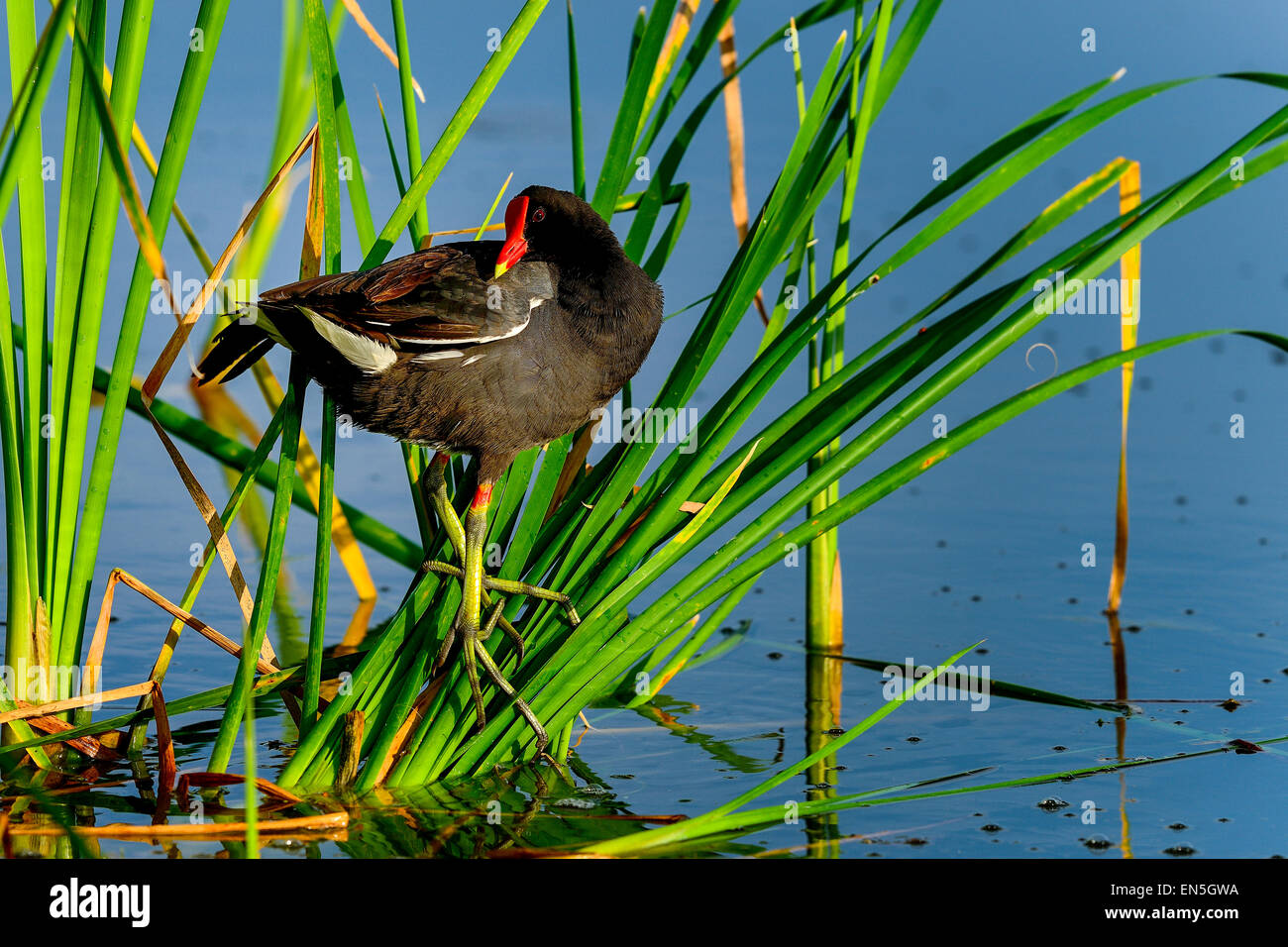 La Gallinule poule-d'eau, les zones humides viera Banque D'Images