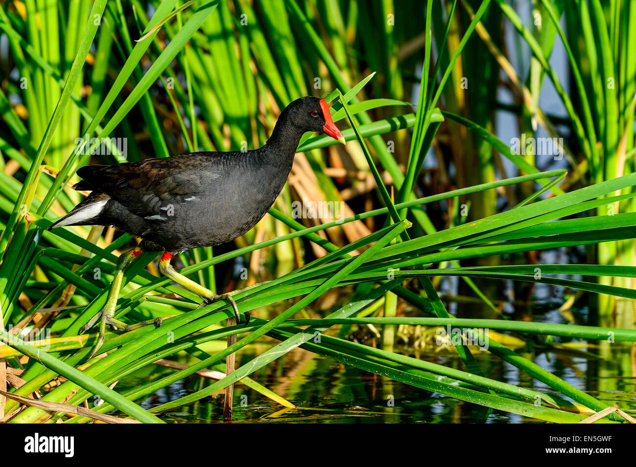 La Gallinule poule-d'eau, les zones humides viera Banque D'Images