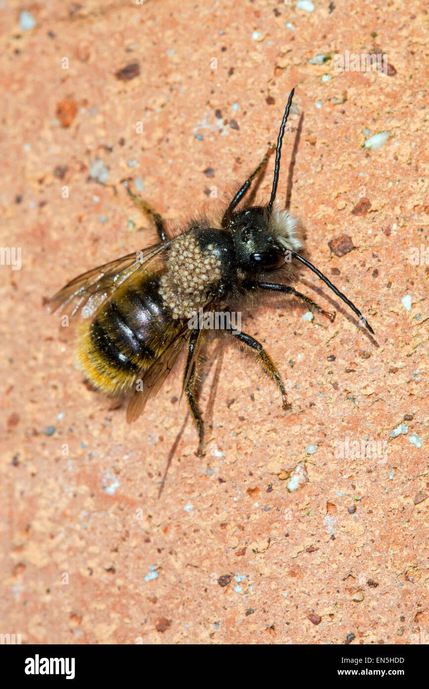 Les abeilles rouge (Osmia rufa) bicornis / Osmia infesté par les acariens à pattes velues Banque D'Images