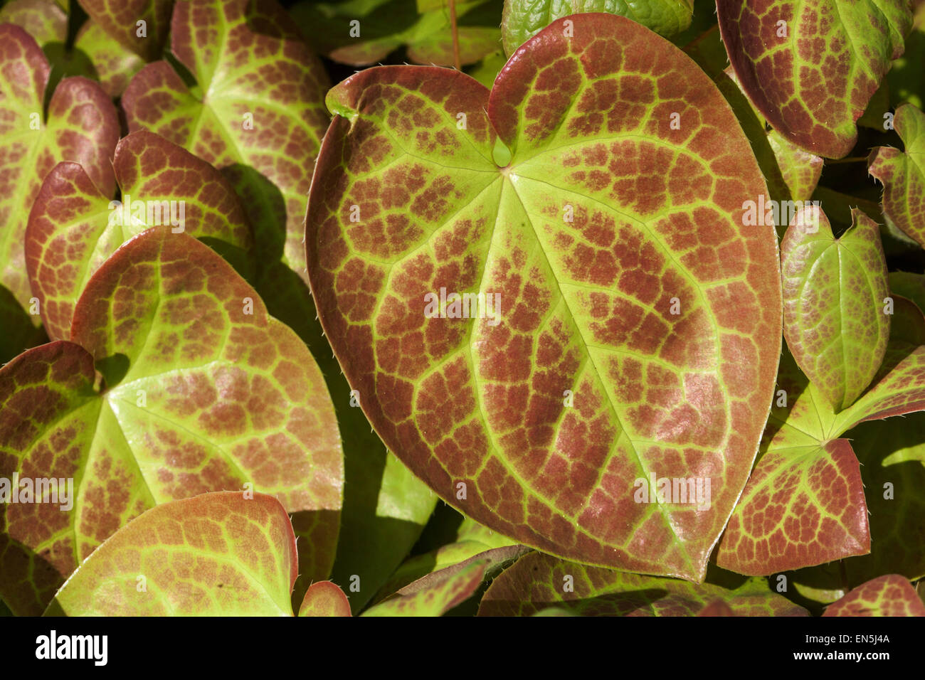 Epimedium versicolor ' Sulphureum ', Barrenwort Epimedium feuilles veinées Banque D'Images