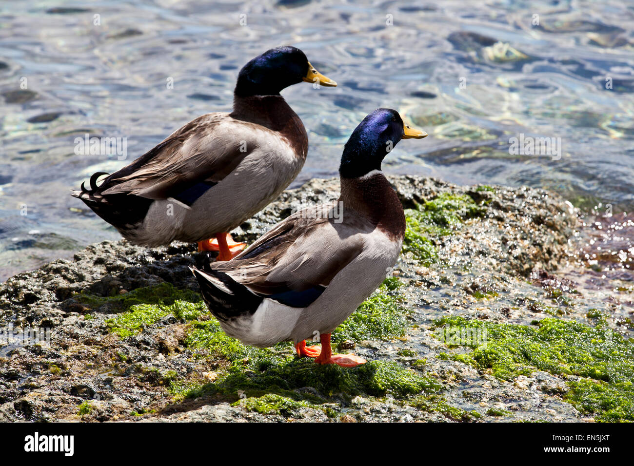 Deux canards sur un rocher dans l'île de Syros, dans les îles Grecques Banque D'Images