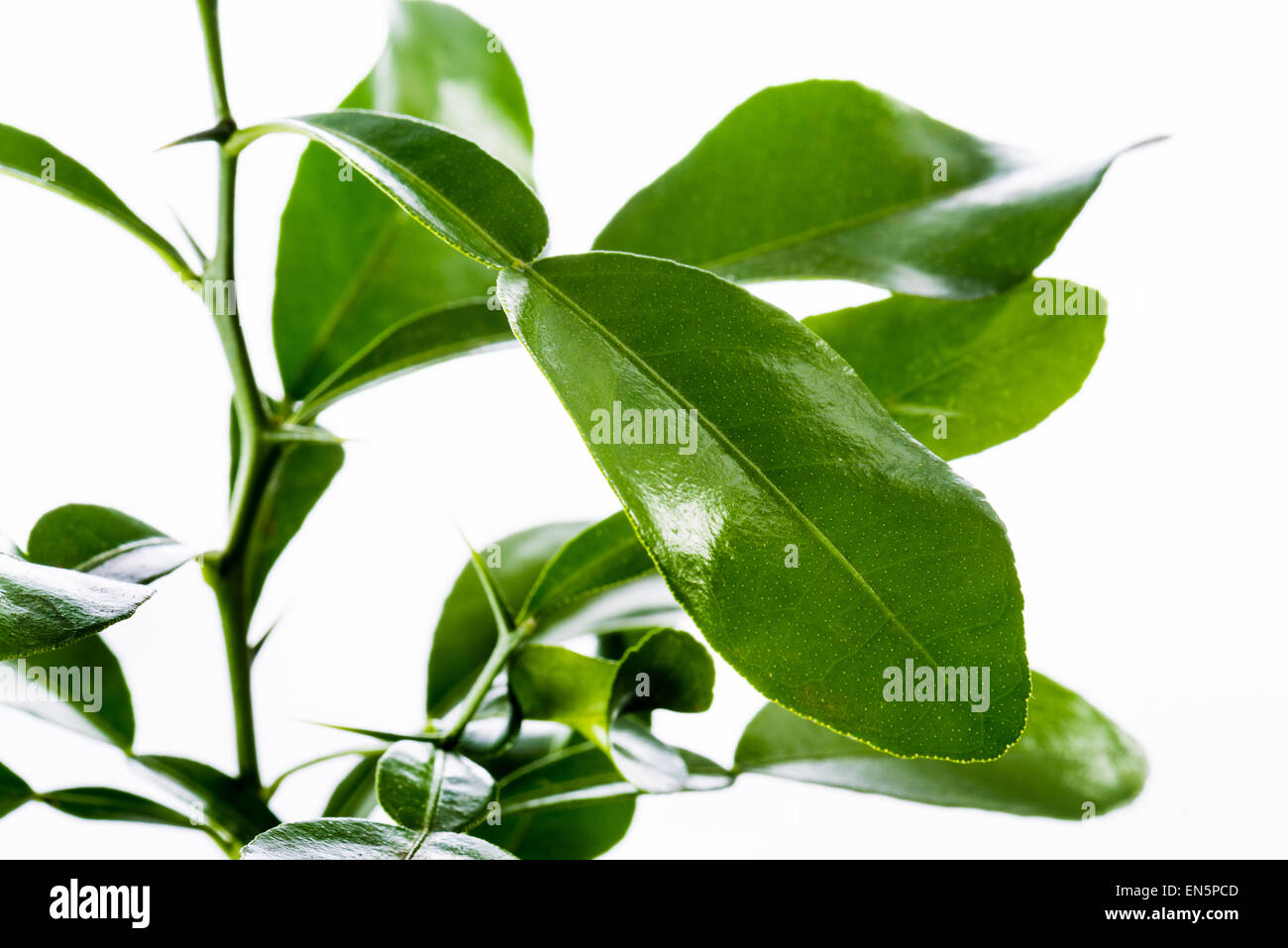 Lime Kaffir lime Citrus hystrix combova feuilles aromatiques arôme agrumes fry cook cuire les aliments frais parfumé aigre kit vert foncé vert Banque D'Images