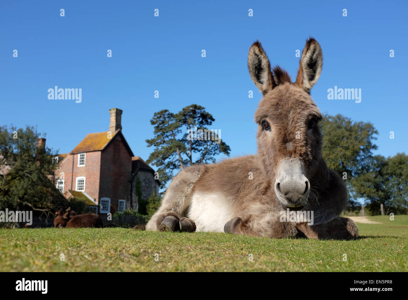 Nouvelle Forêt Donkey de détente dans le soleil à Beaulieu, New Forest Hampshire UK Banque D'Images