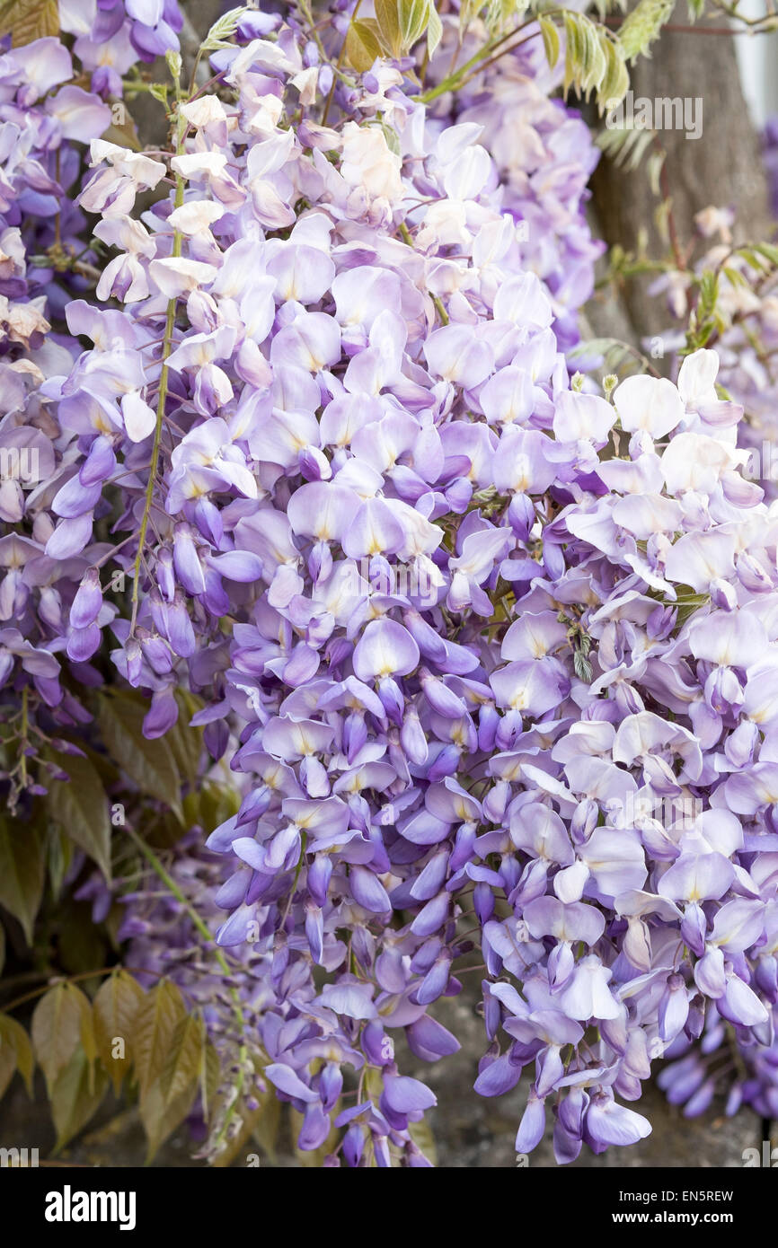 Les fleurs de glycine en cascade Banque D'Images