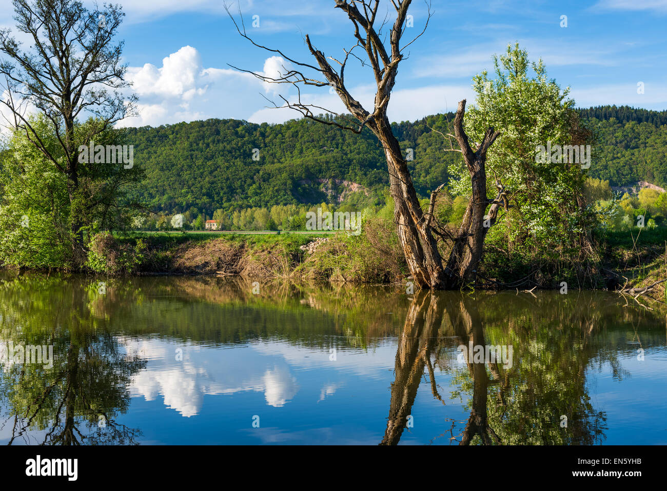 Au bord de l'eau de source de la rivière du Lac vert de l'arbre a fleuri blooming reed brouter les pâturages d'espace vert en marge des champs champ, acre, s Banque D'Images