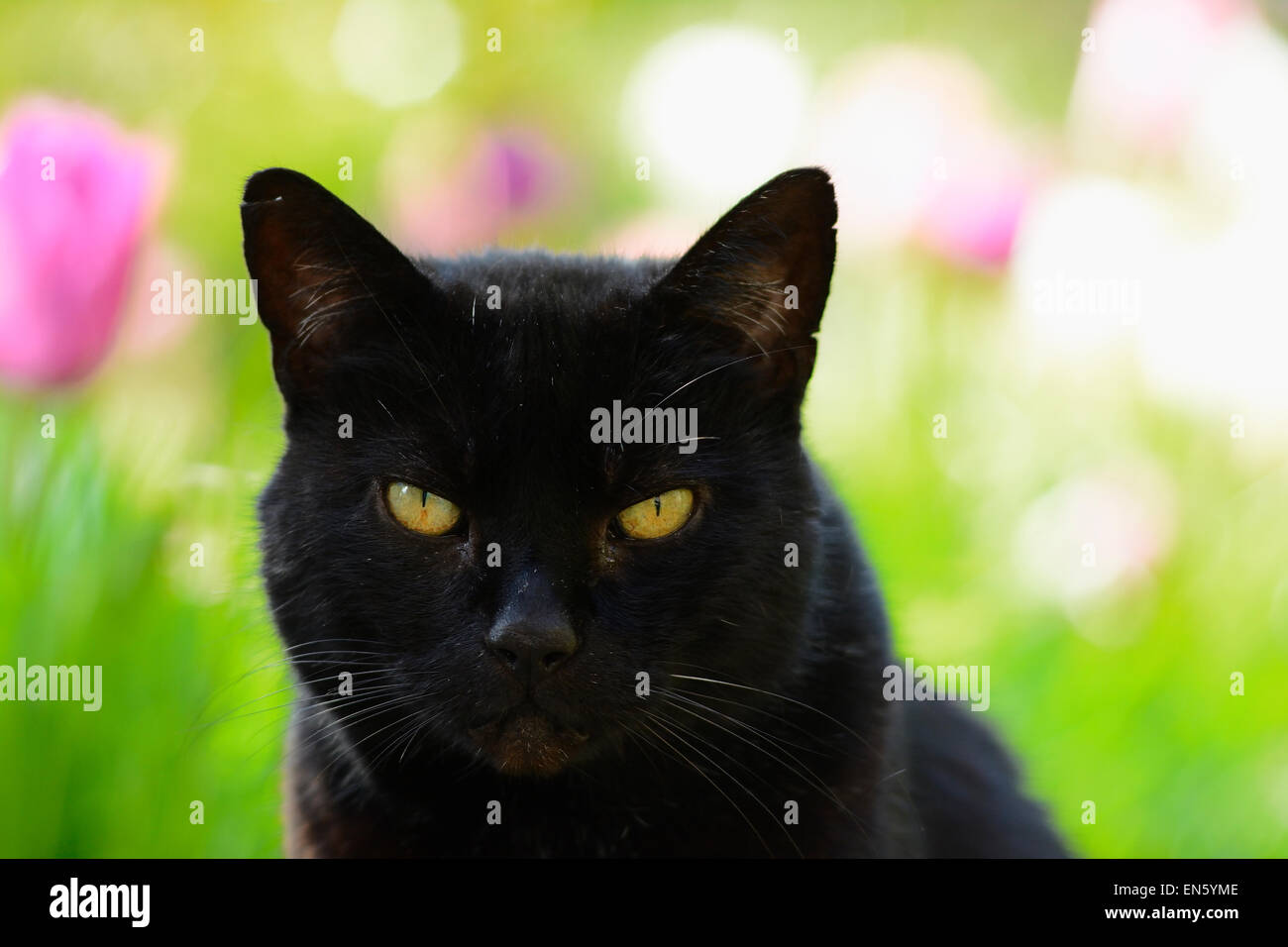 Feral Chat Noir parmi les fleurs dans un jardin Banque D'Images