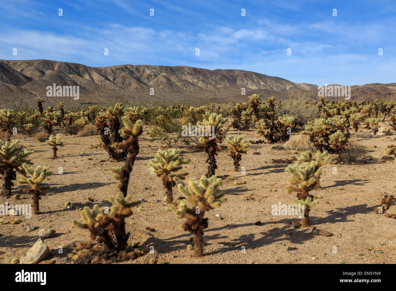 Une photographie de certains Cactus Cholla Cactus Cholla dans jardin dans Joshua Tree National Park, en Californie, USA. Banque D'Images