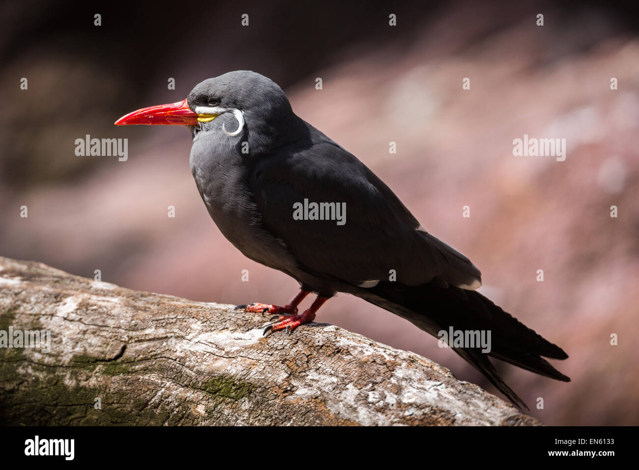 La sterne Inca perchée sur un arbre. Banque D'Images