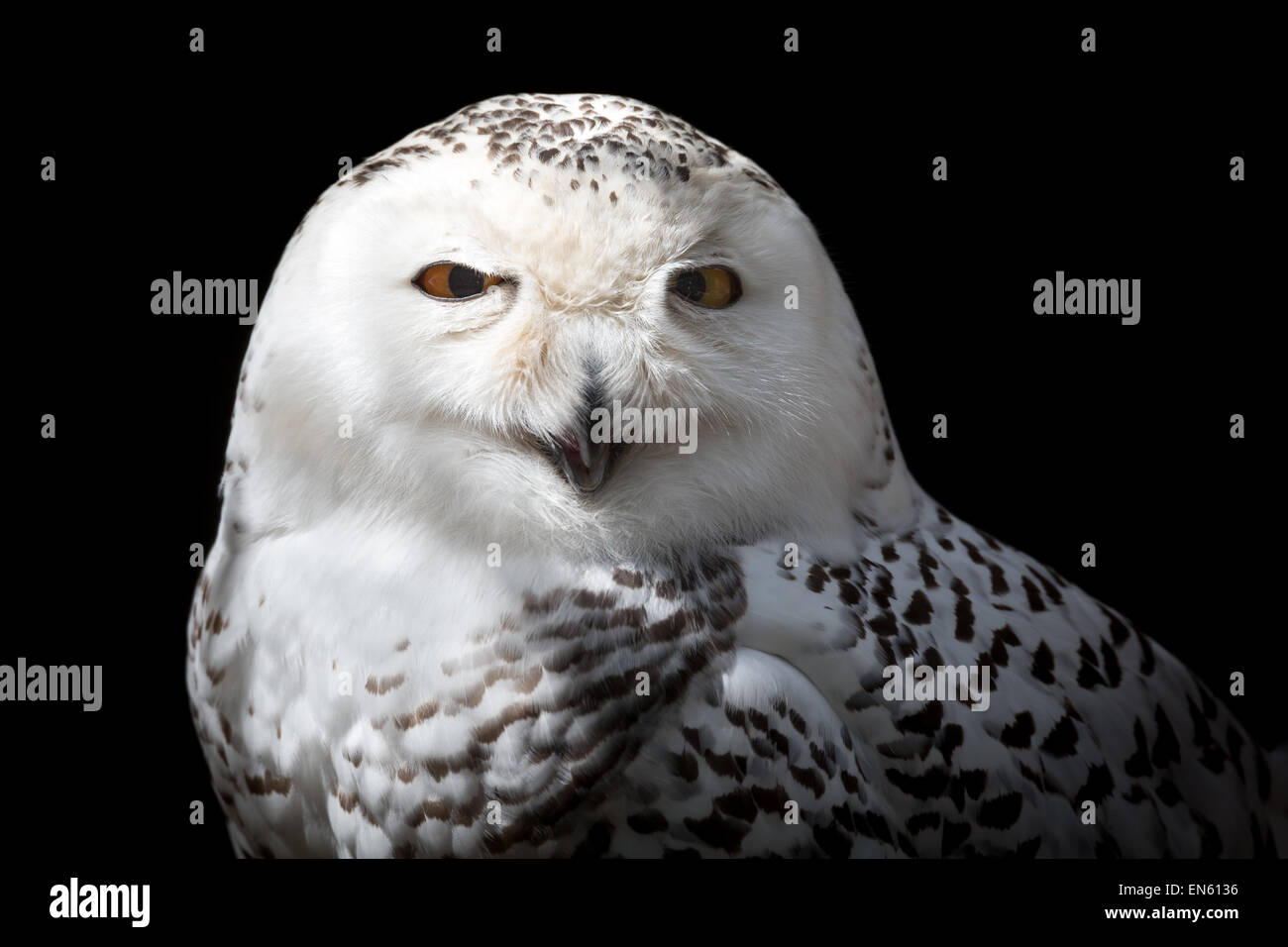 Harfang des neiges femelle. Le harfang des neiges, une couleur jaune-eyed, noir-blanc, à bec oiseau est l'une des plus grosses espèces d'Owl Banque D'Images