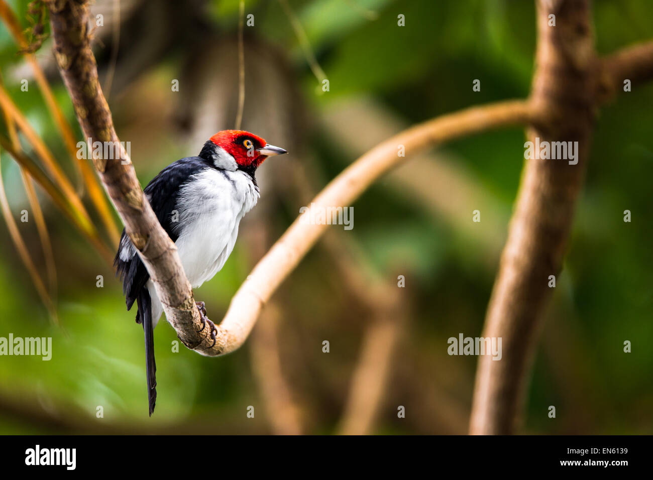 Red-capped cardinal perché sur une branche de la forêt tropicale. Le red-capped cardinal (Paroaria gularis) est un petit oiseau d'Amérique du Sud. Banque D'Images
