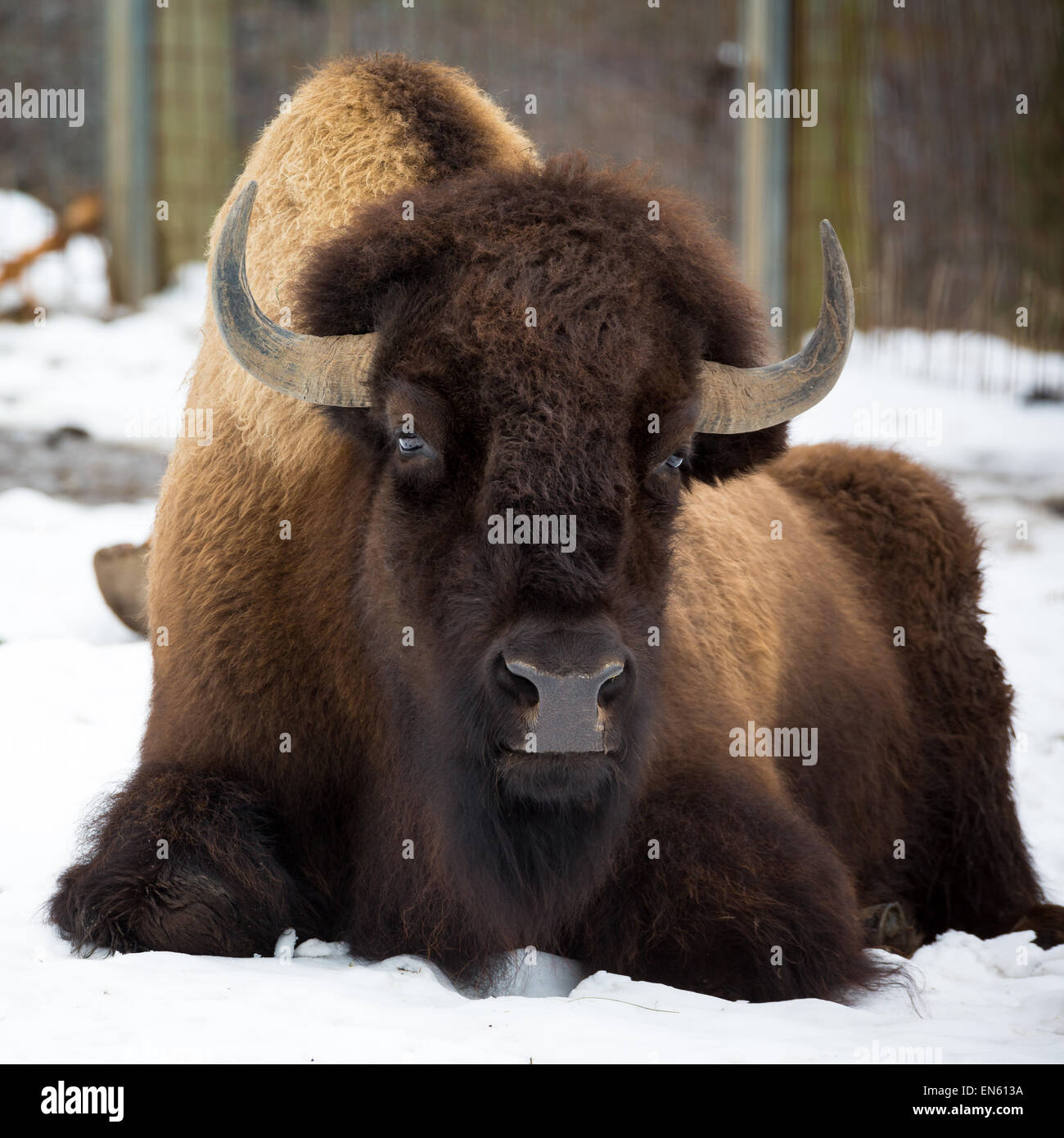 Bison américain sitting in snow Banque D'Images