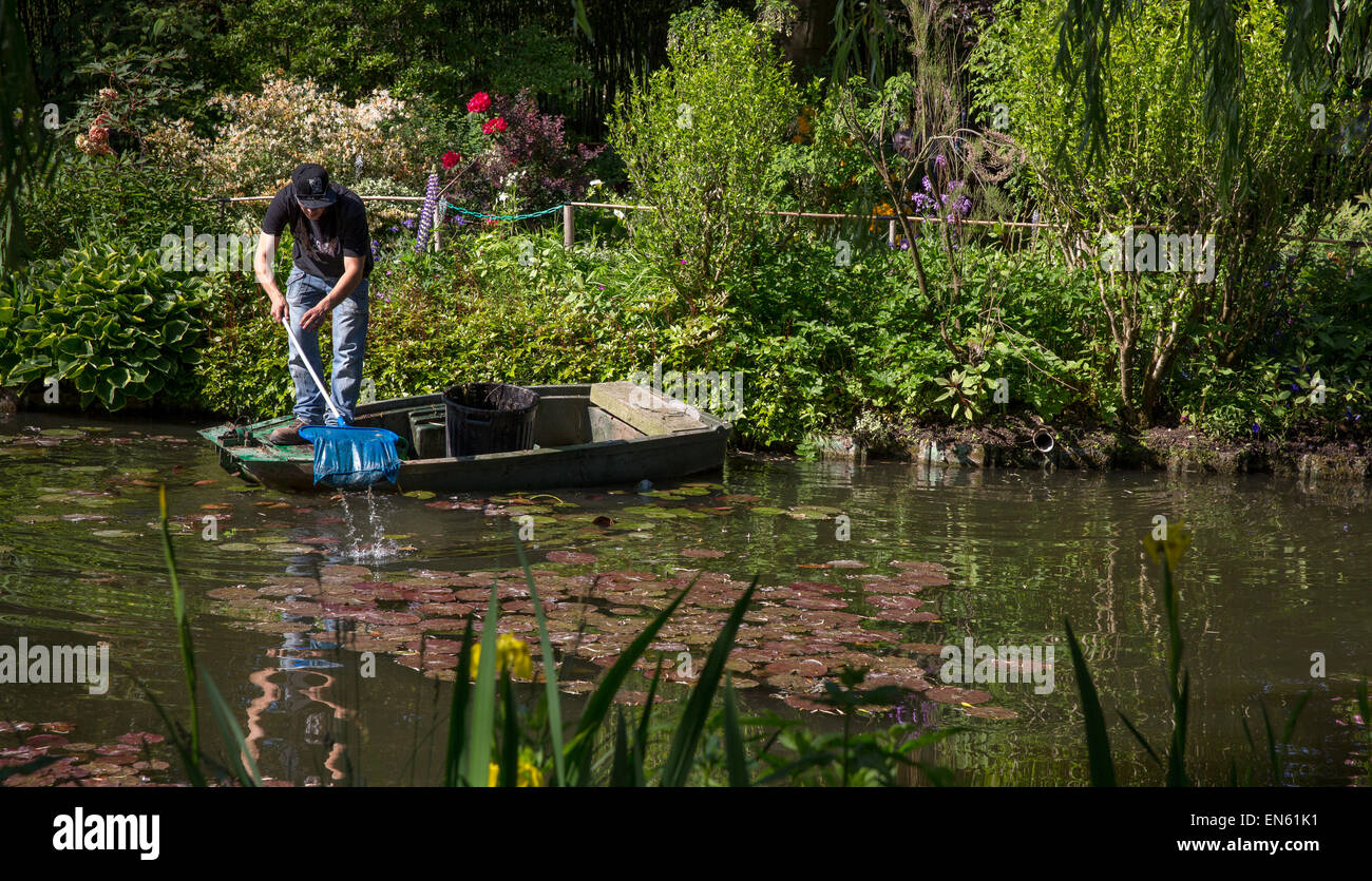 Nettoyage des étangs le jardinier à l'aide d'un bateau à fond plat à la maison et du jardin de Monet à Giverny, France Banque D'Images