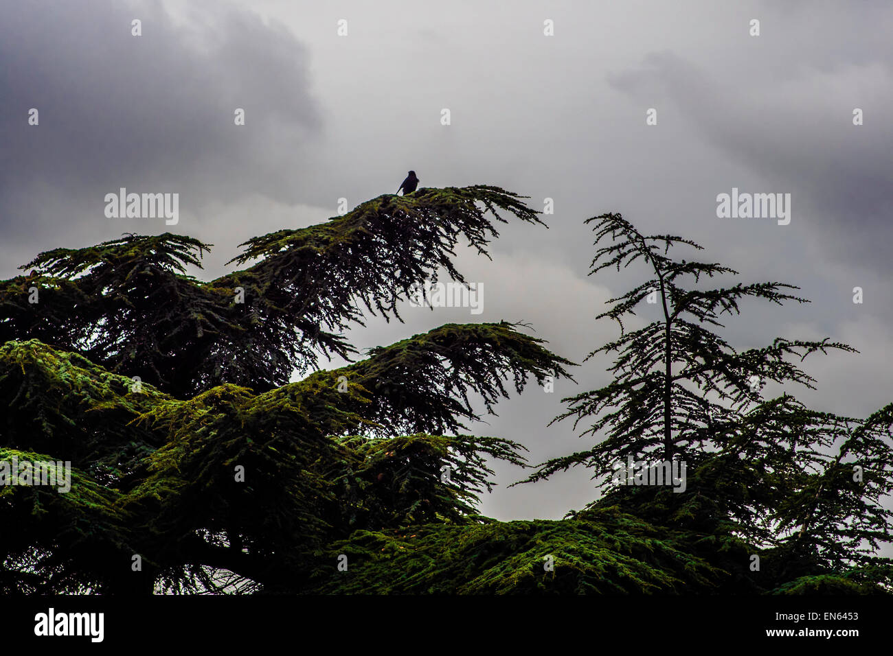 Crow au sommet d'arbre lors du cimetière du Père Lachaise Banque D'Images Crow au sommet d'arbre lors du cimetière du Père Lachaise Banque D'Images