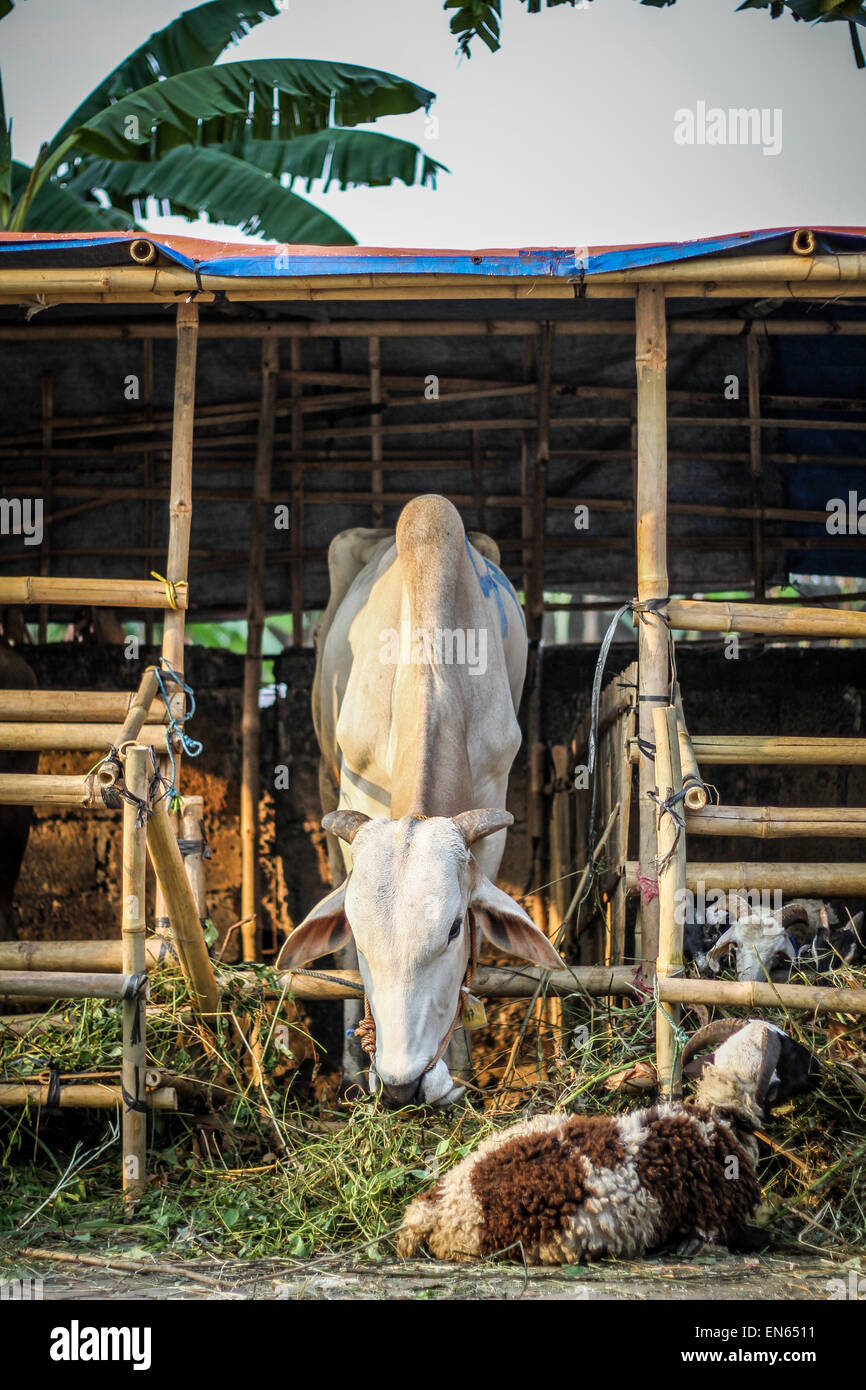 Tangerang, Indonésie. 27 Sep, 2014. Les chèvres sont proposés à la vente pour l'Aïd al-Adha près de l'Asmaul Husna Masjid. L'Eid al-Adha, aussi connu comme la Fête du Sacrifice, commémore le prophète Abraham était prêt à sacrifier son fils comme un acte d'obéissance à Dieu, qui en accord avec la tradition a ensuite donné l'agneau dans la place du garçon. © Garry Andrew Lotulung/Pacific Press/Alamy Live News Banque D'Images