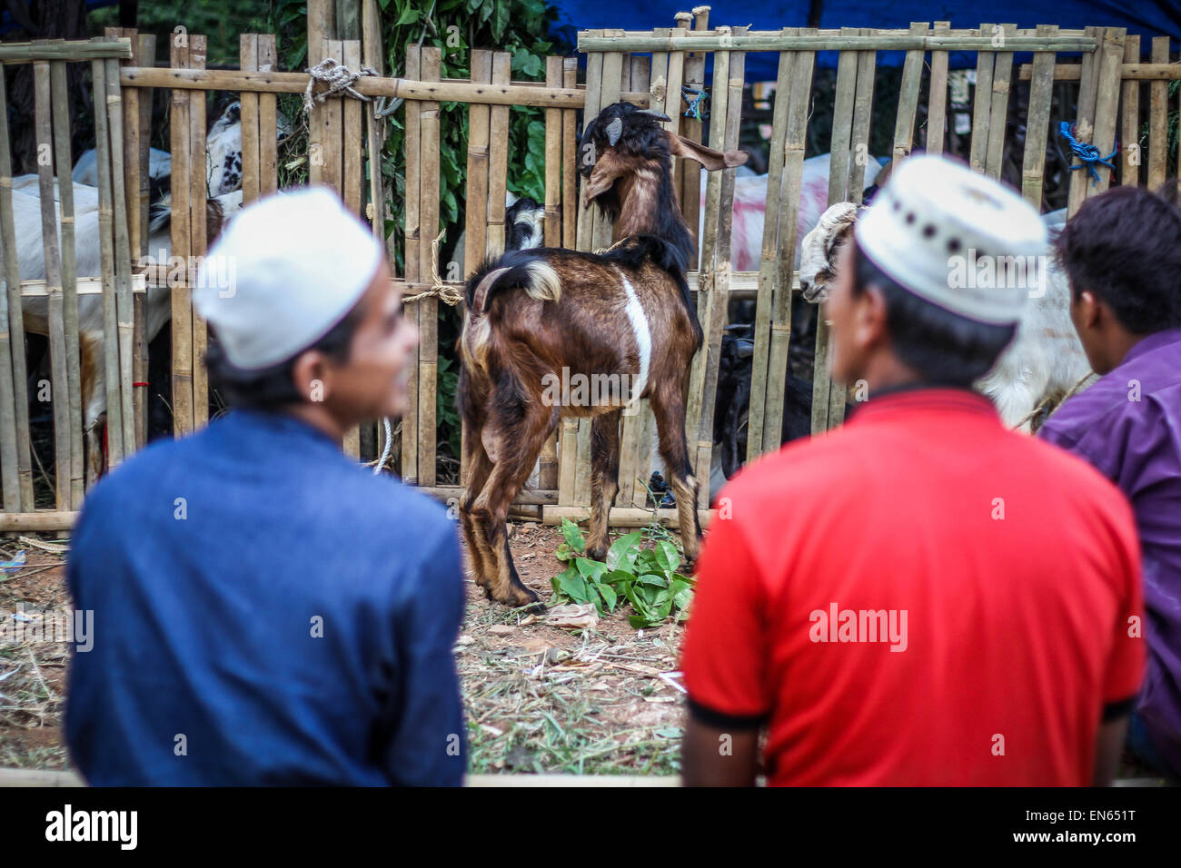 Tangerang, Indonésie. 28 Sep, 2014. Une chèvre attend du vendeur pour les clients que les chèvres sont proposés à la vente pour l'Aïd al-Adha près de l'Asmaul Husna Masjid. L'Eid al-Adha, aussi connu comme la Fête du Sacrifice, commémore le prophète Abraham était prêt à sacrifier son fils comme un acte d'obéissance à Dieu, qui en accord avec la tradition a ensuite donné l'agneau dans la place du garçon. © Garry Andrew Lotulung/Pacific Press/Alamy Live News Banque D'Images