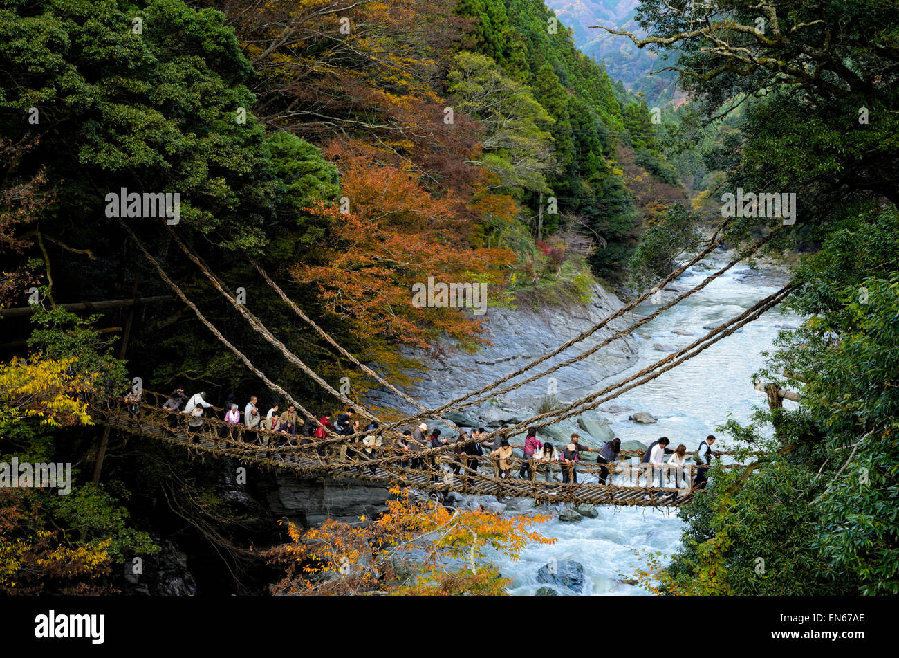 Les Japonais la traversée du célèbre pont de la vigne à Kazurabashi, vallée de l'Iya, Tokushima, Shikoku, au Japon. Vieux pont suspendu ; rivière ; couleurs d'automne Banque D'Images