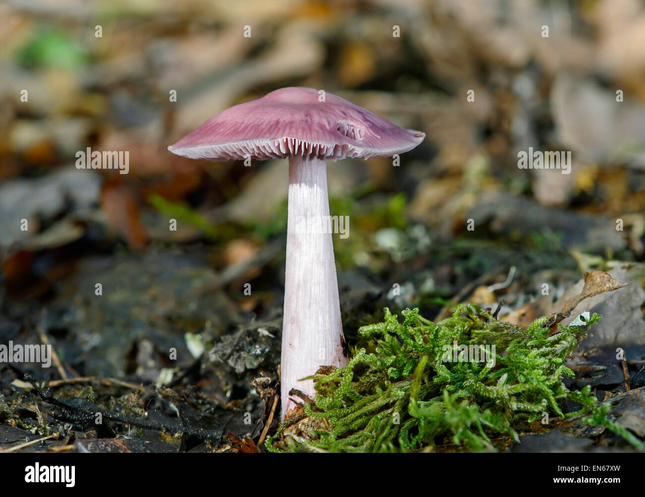 Lilac bonnet mycena pura Banque de photographies et d'images à haute  résolution - Alamy