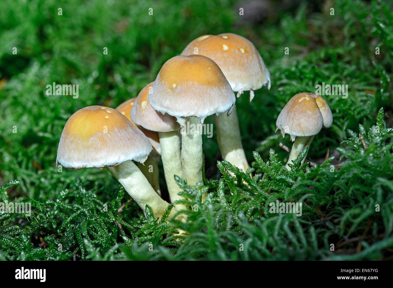 Touffe Hypholoma capnoides (conifères), les champignons saprophytes, comestibles, Suisse Banque D'Images