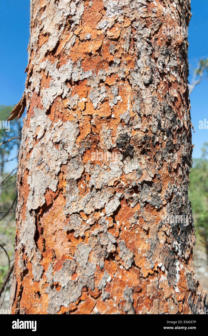 Peeling Gumtree écorce, Mitchell Plateau, région de Kimberley, en Australie occidentale, WA, Australia Banque D'Images