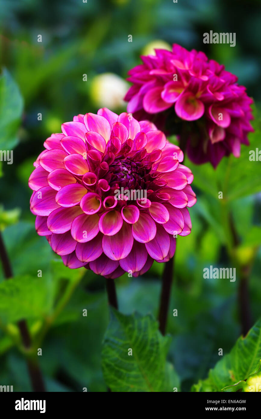 Dahlias rose foncé spectaculaire dans le jardin d'été. Banque D'Images