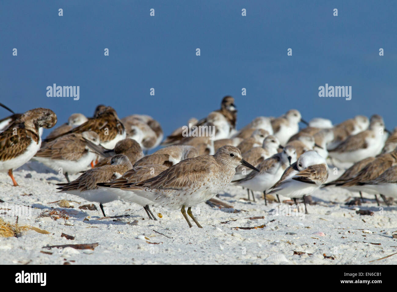 Alpina Dunlin Bécasseau sanderling et Caldris repos Mars Fort Myers Beach Gulf coast Florida USA Banque D'Images