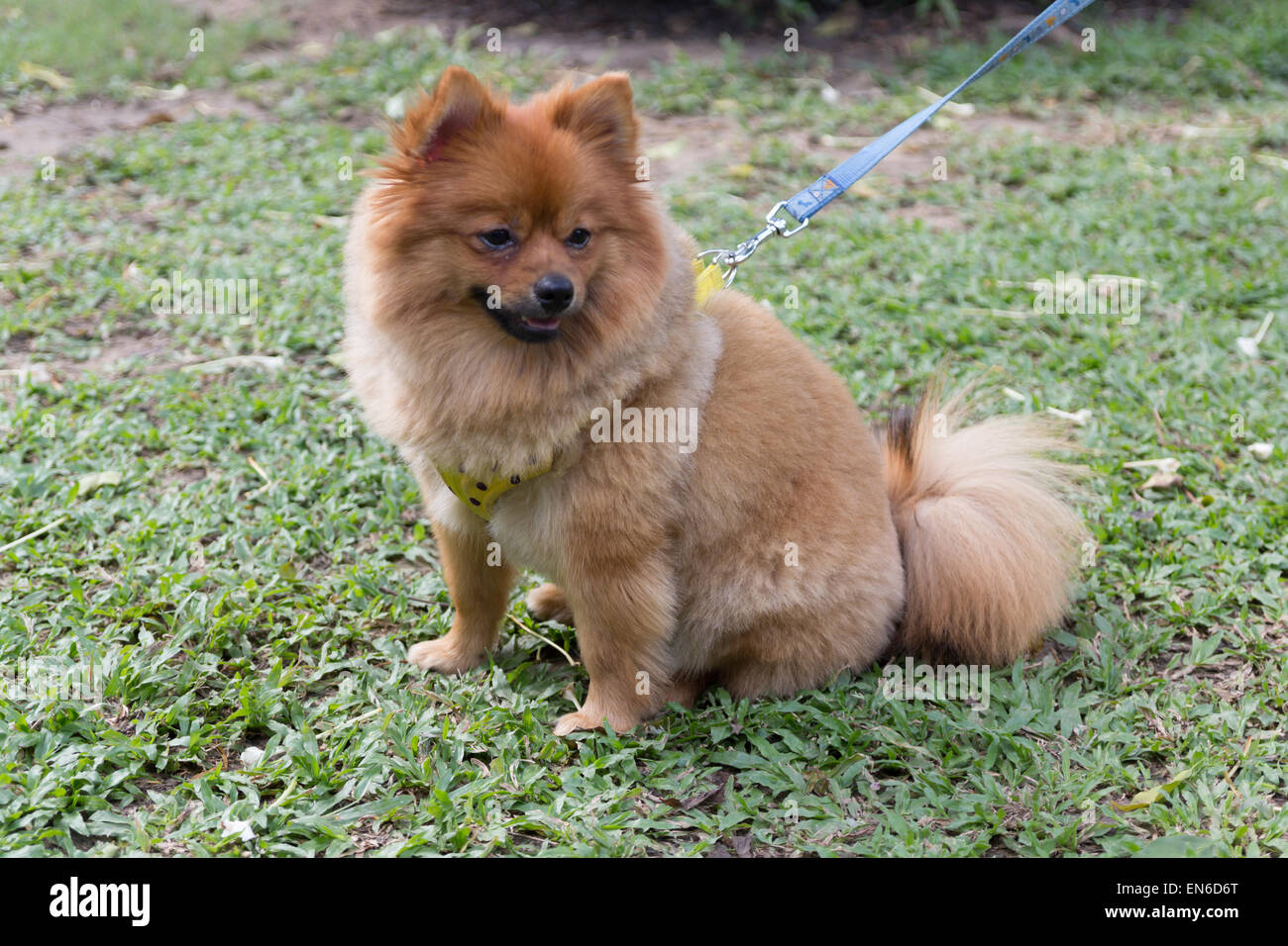 Chien Chiwawa dans jardin Banque D'Images
