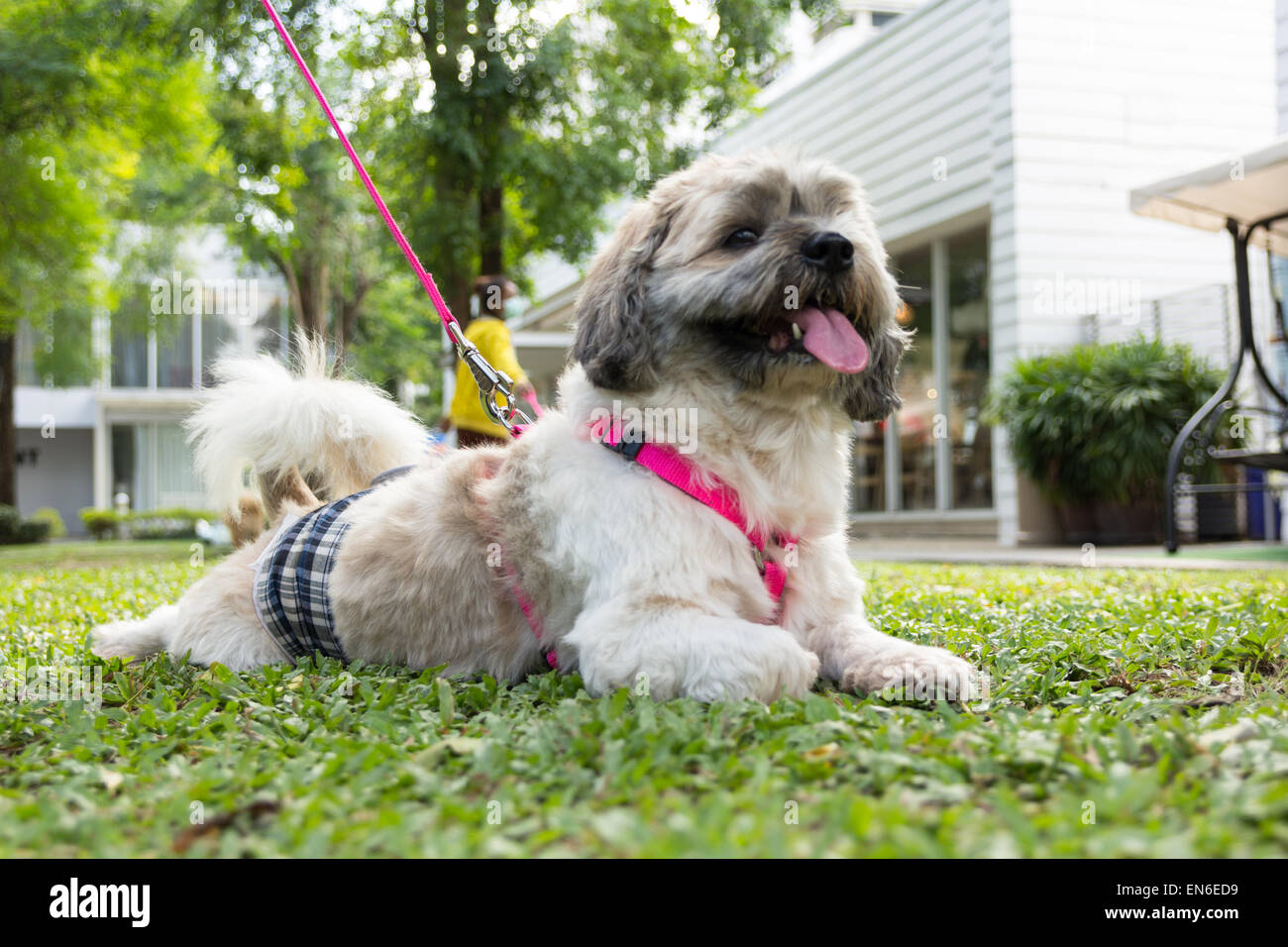 Petit chien dans le jardin Banque D'Images