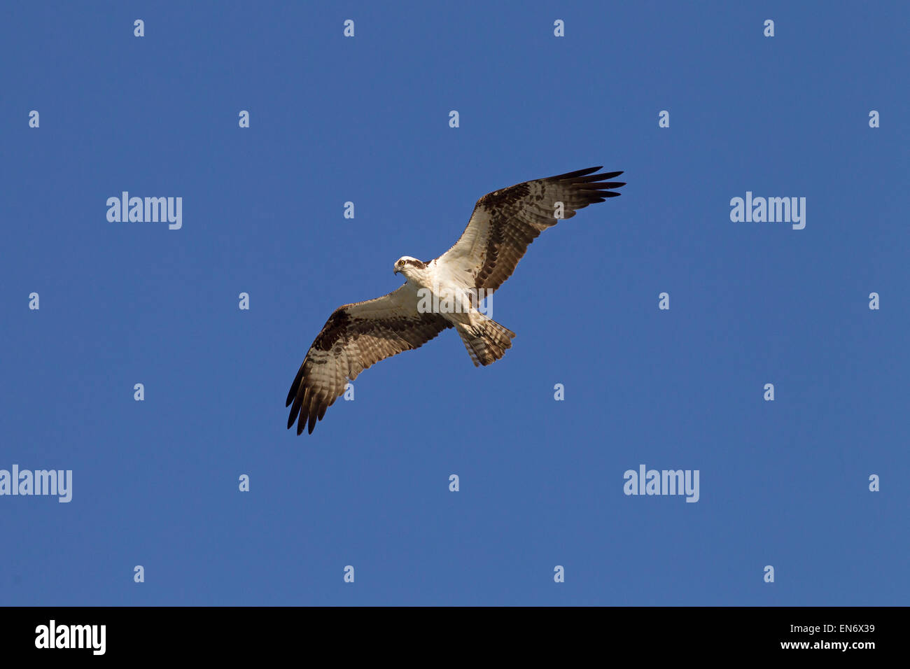 Osprey Pandion haliatus Gulf Coast Florida USA Banque D'Images