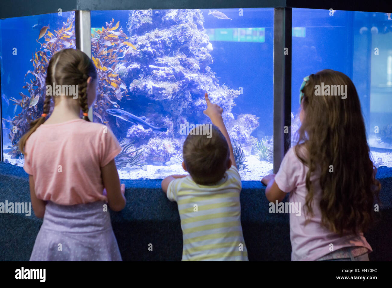 Enfants mignon regardant fish tank Banque D'Images