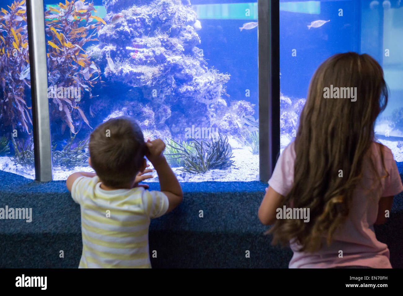 Enfants mignon regardant fish tank Banque D'Images