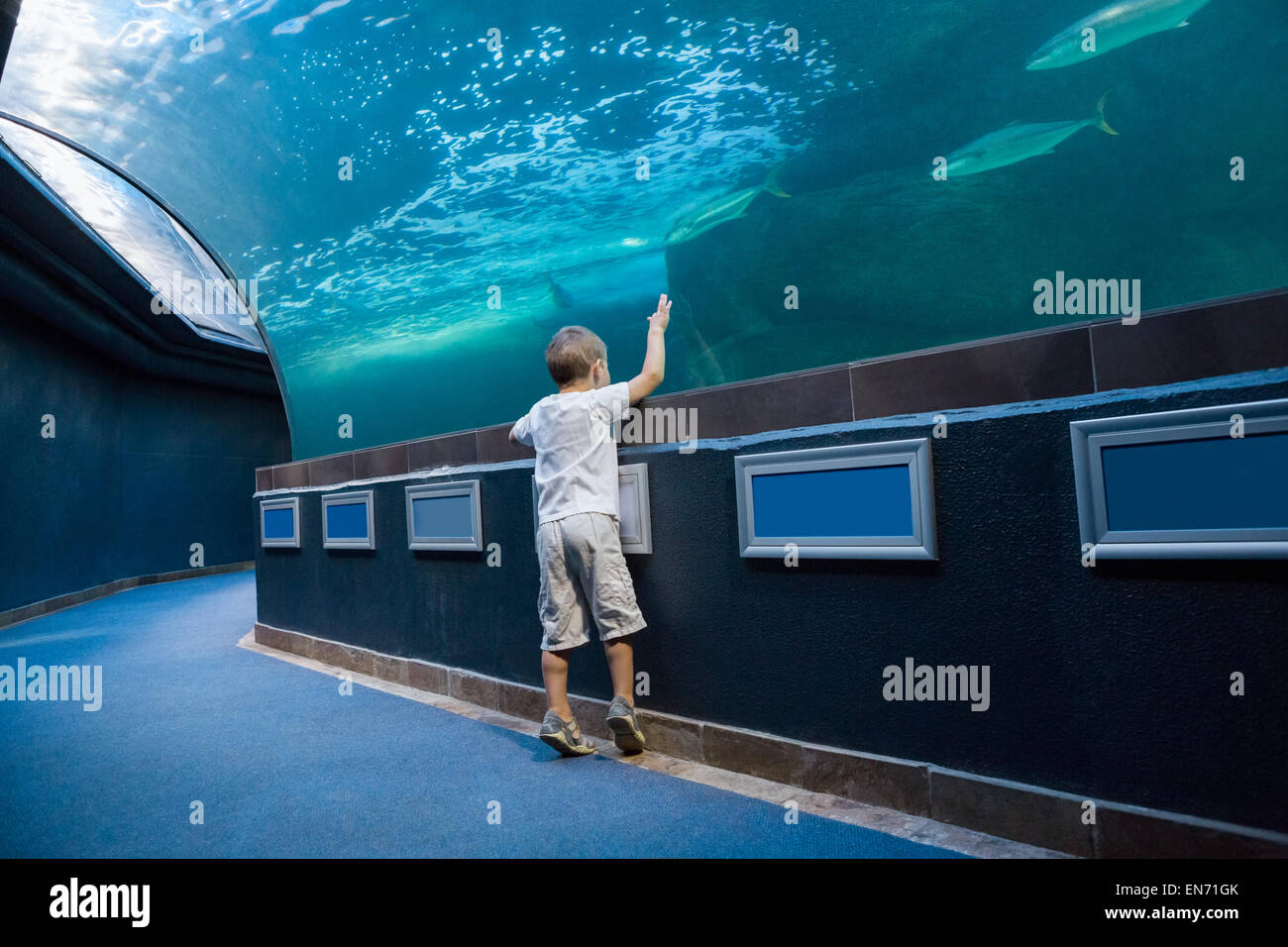 Little Boy looking at fish tank Banque D'Images