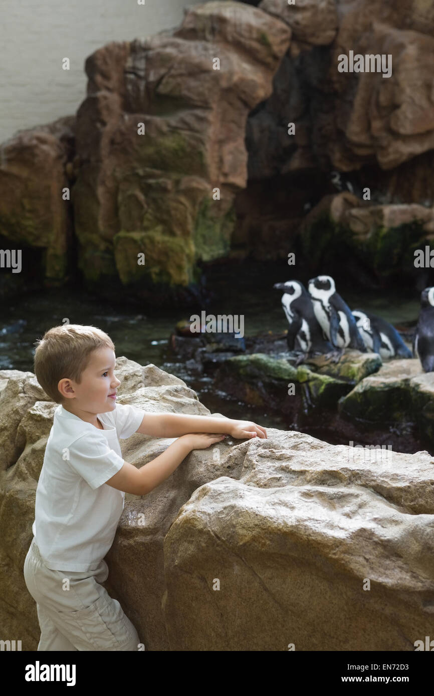 Petit garçon regardant pingouins Banque D'Images