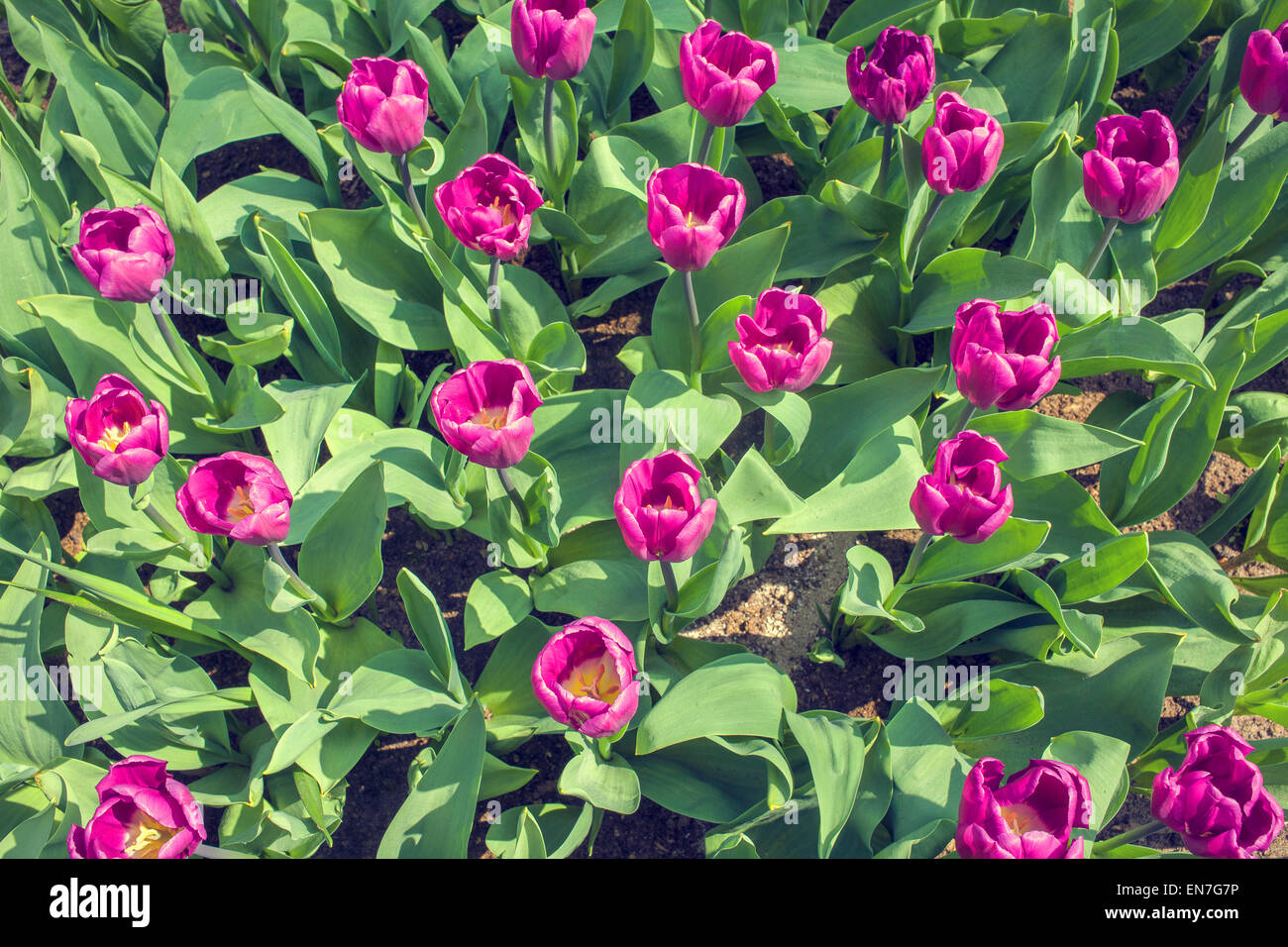 Tulipes violet comme arrière-plan Banque D'Images