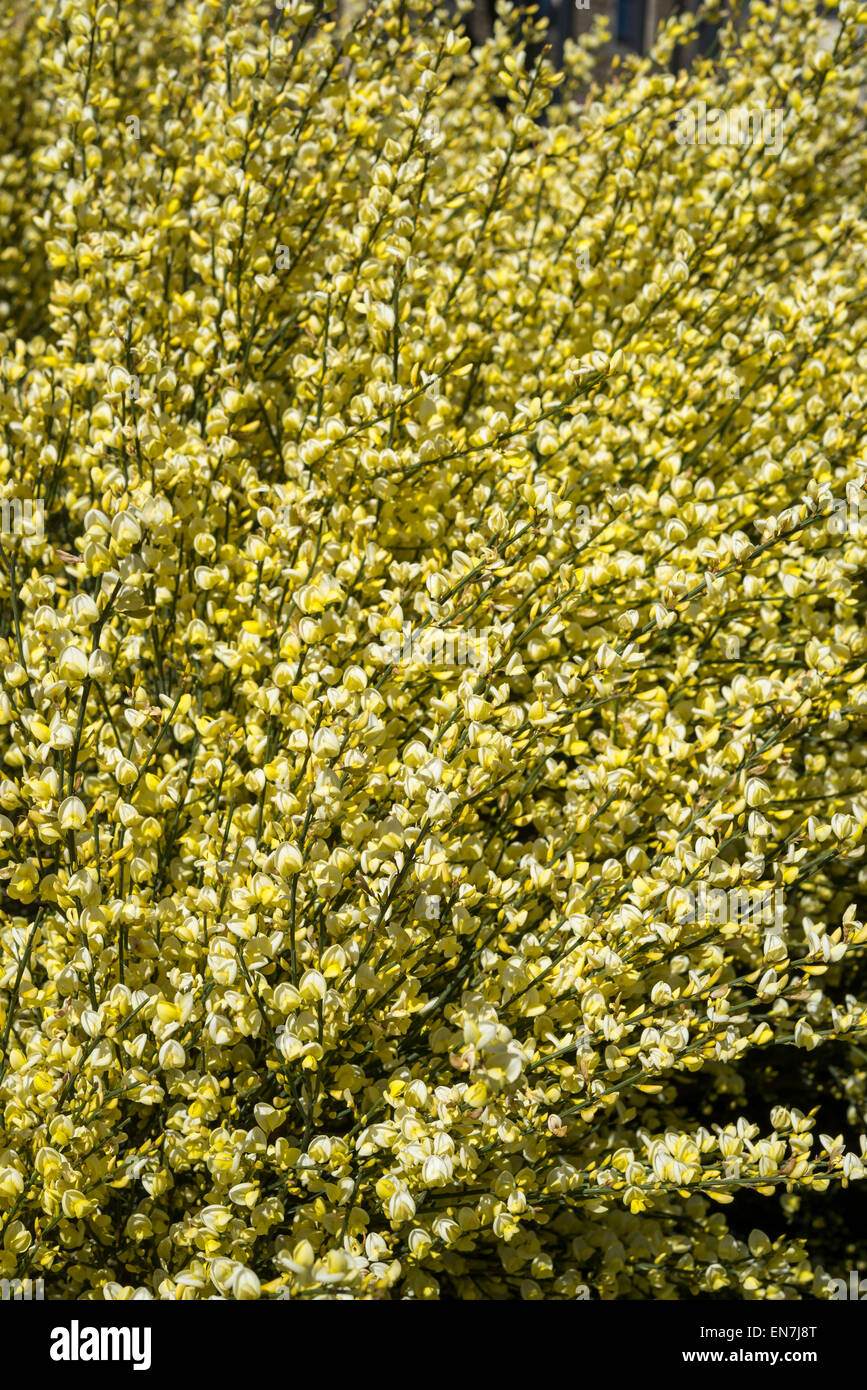 Cytisus Praecox floraison jaune pâle au soleil du printemps à Sheffield botanical gardens, dans le Yorkshire. Banque D'Images
