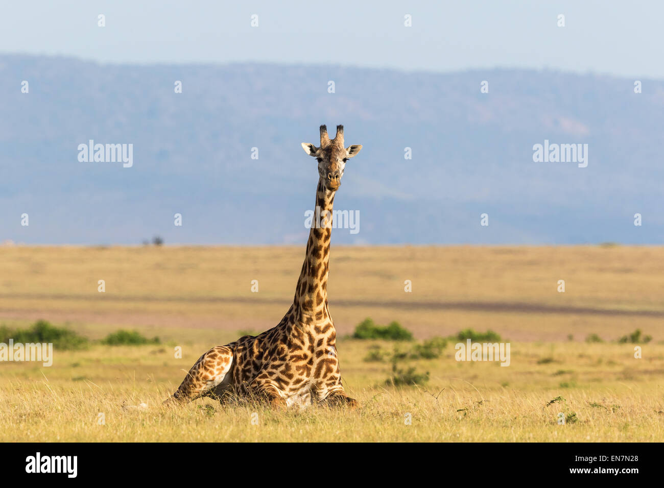 Girafe couchée sur le paysage de savane Banque D'Images