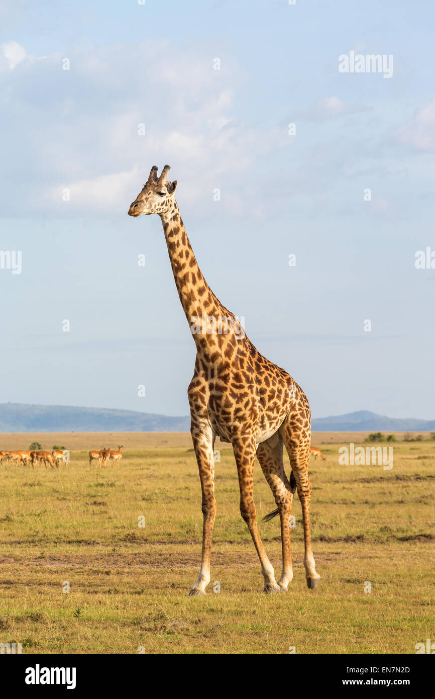 Girafe promenade dans le paysage de savane Banque D'Images