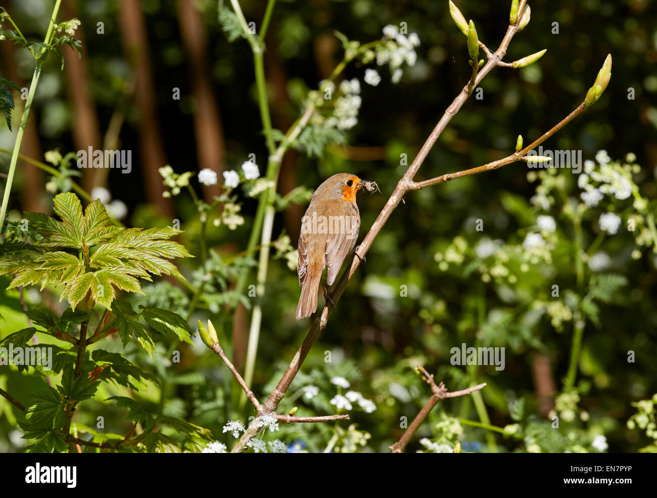 Robin avec araignée dans son bec. Hurst Meadows, West Molesey, Surrey, Angleterre. Banque D'Images