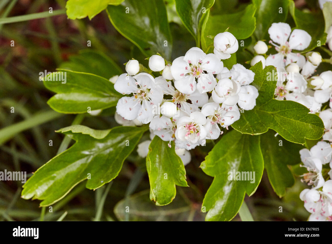 Aubépine en fleur, un symbole du printemps. Hurst Meadows, West Molesey, Surrey, Angleterre. Banque D'Images