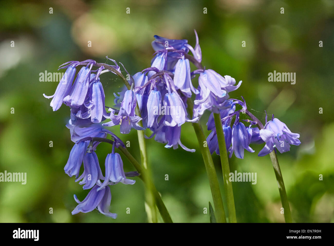 Bluebells floraison. Hurst Meadows, West Molesey, Surrey, Angleterre. Banque D'Images