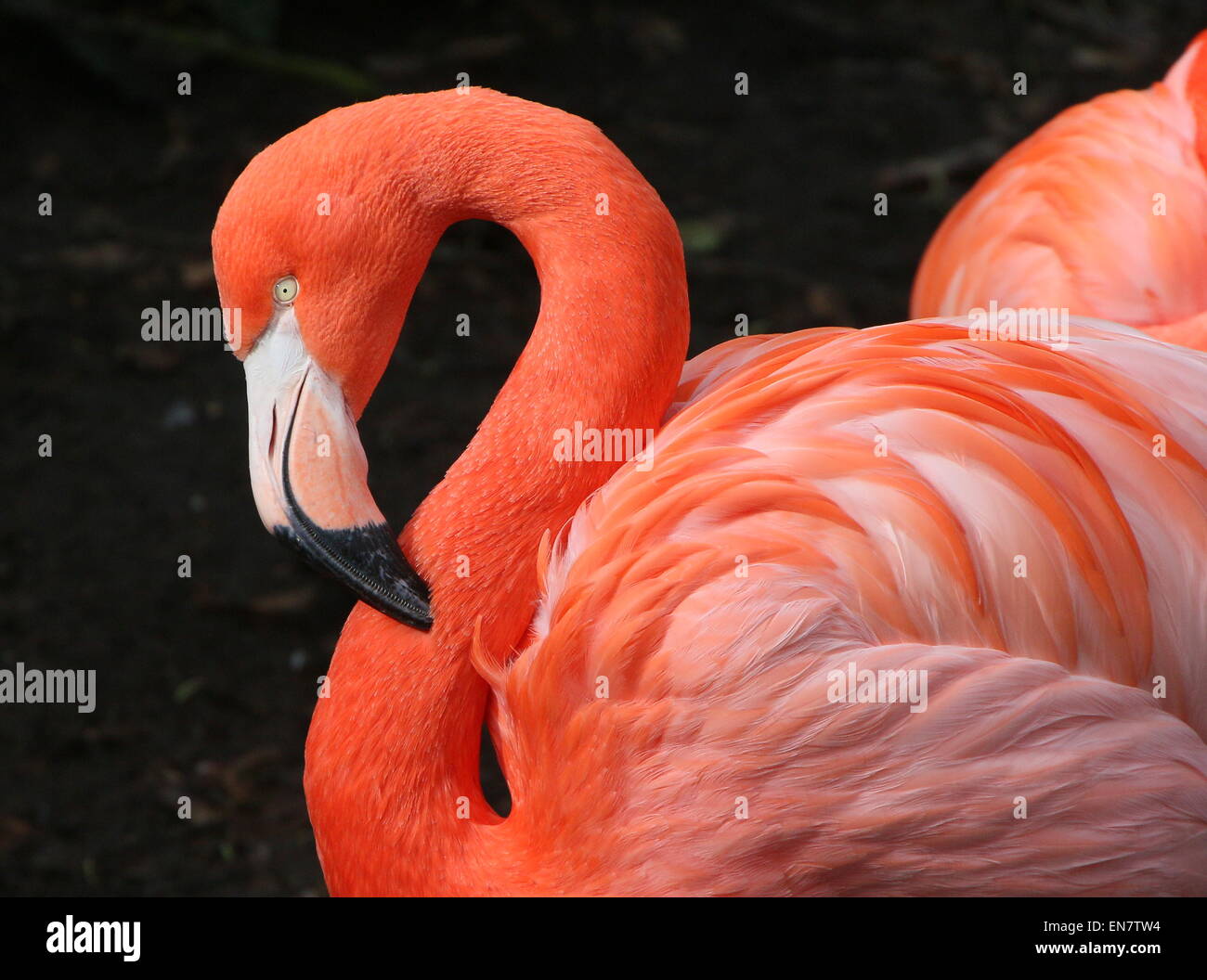 Ou des Caraïbes ( flamingo Phoenicopterus ruber), gros plan de la tête et du corps Banque D'Images