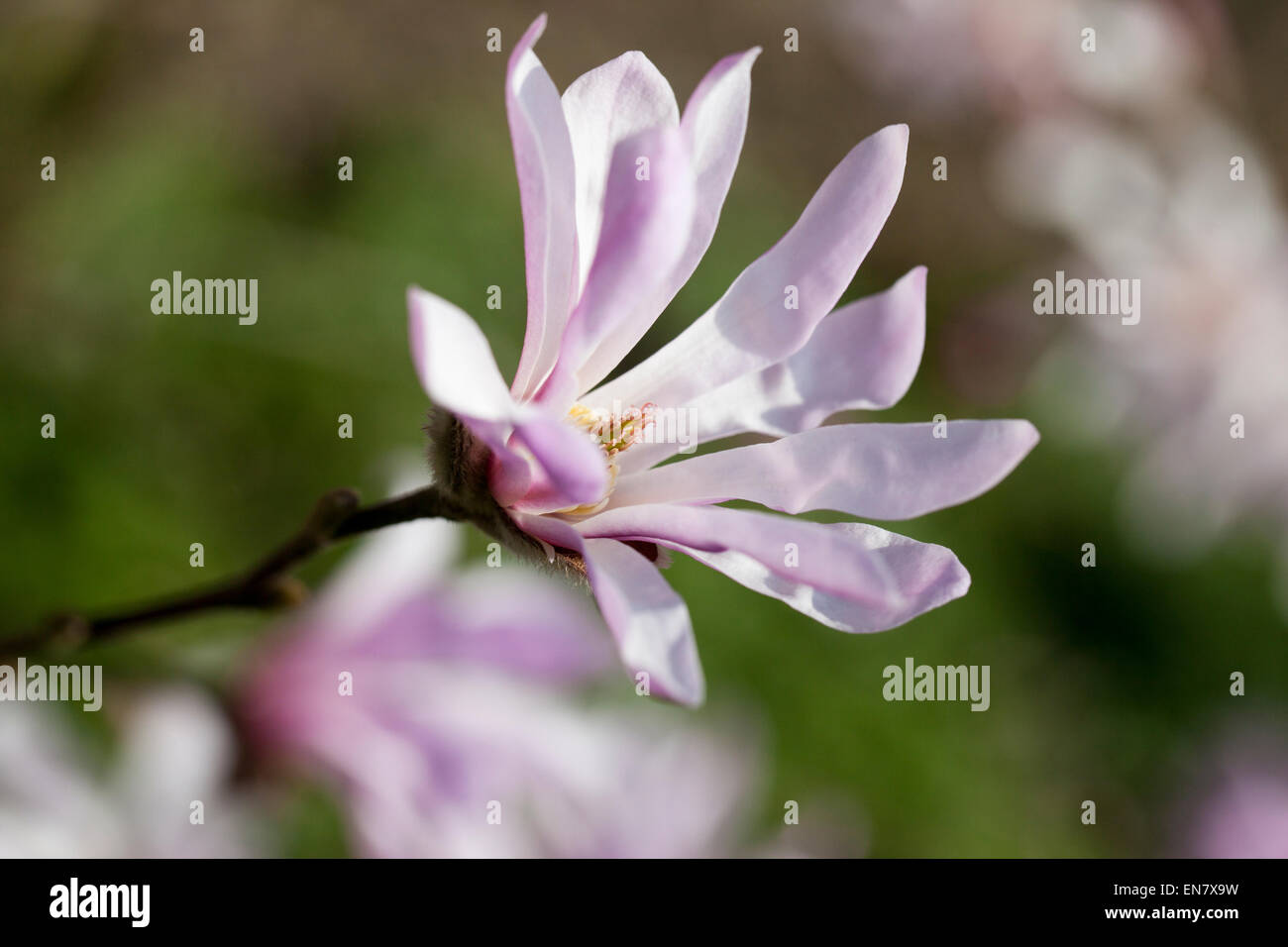 Gros plan sur une floraison de Magnolia x Loebneri dans un jardin anglais, Royaume-Uni Banque D'Images